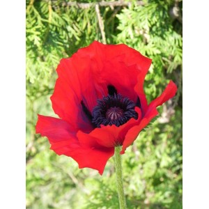 mak wschodni (Papaver orientale) Beauty Of Livermere- Świat bylin - sklep internetowy