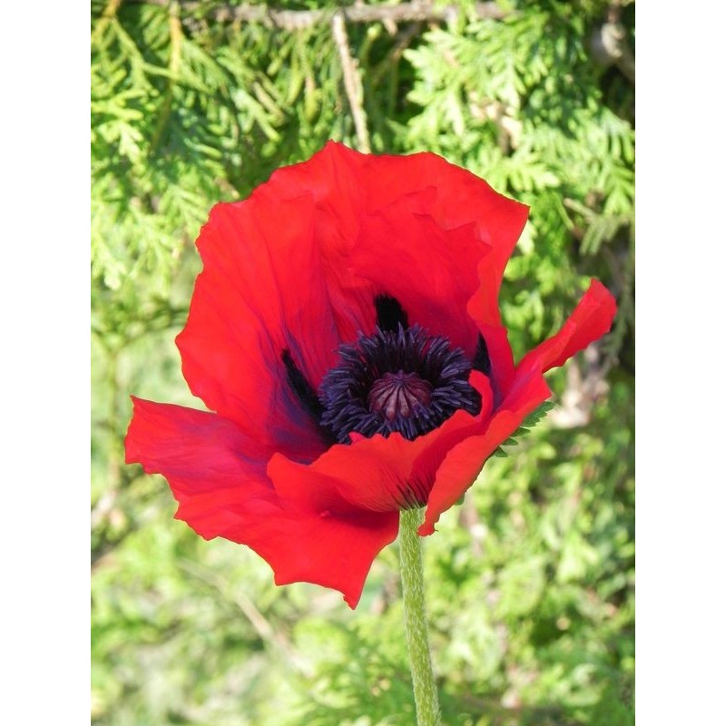 mak wschodni (Papaver orientale) Beauty Of Livermere- Świat bylin - sklep internetowy