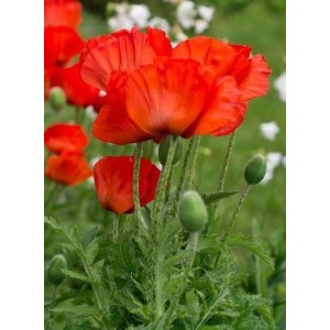 mak wschodni (Papaver orientale) Nana Allegro- Świat bylin - sklep internetowy