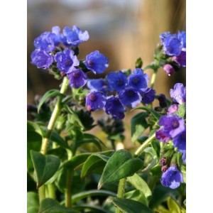 miodunka wąskolistna (Pulmonaria angustifolia) Azurea- Świat bylin - sklep internetowy