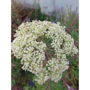 olszewnik kminkolistny (Selinum wallichianum) - Świat bylin - sklep internetowy