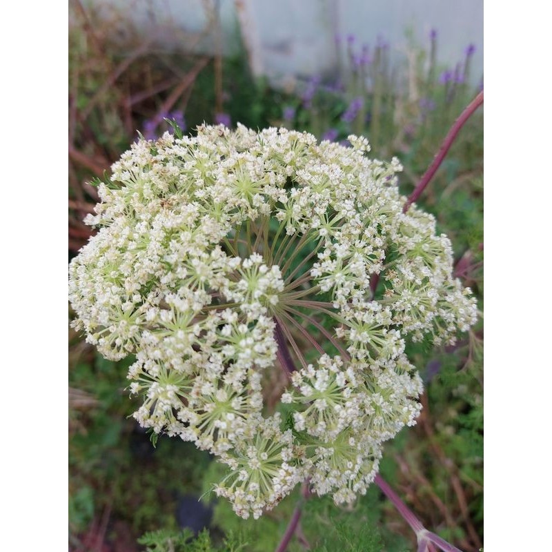 olszewnik kminkolistny (Selinum wallichianum) - Świat bylin - sklep internetowy