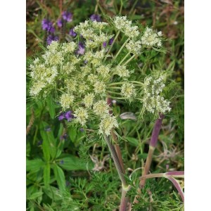 olszewnik kminkolistny (Selinum wallichianum) - Świat bylin - sklep internetowy