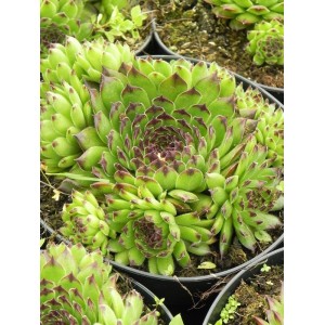 rojnik (Sempervivum) Reinhard- Świat bylin - sklep internetowy