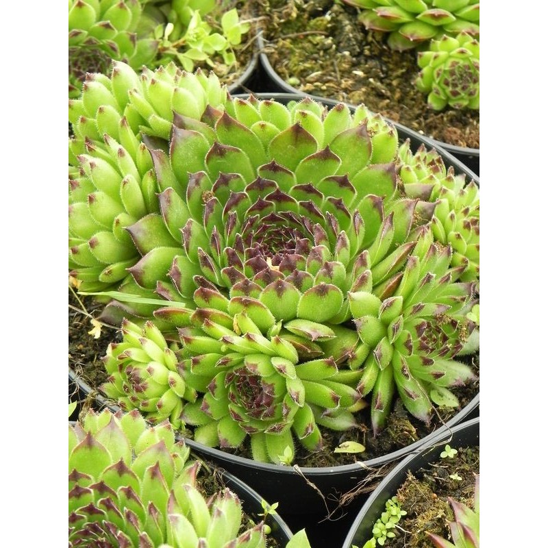 rojnik (Sempervivum) Reinhard- Świat bylin - sklep internetowy