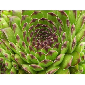 rojnik (Sempervivum) Reinhard- Świat bylin - sklep internetowy