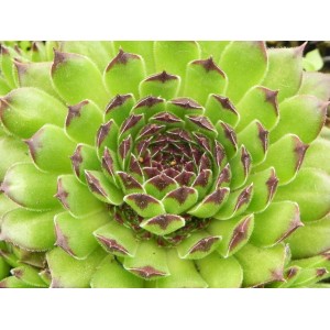 rojnik (Sempervivum) Reinhard- Świat bylin - sklep internetowy