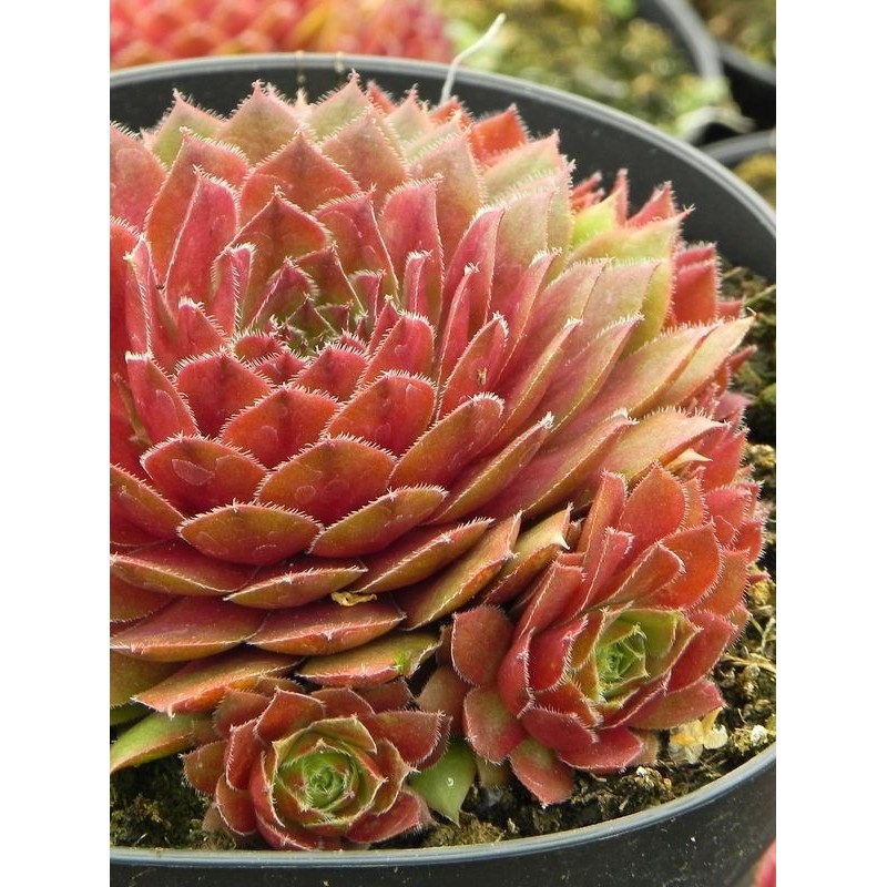 rojnik ogrodowy (Sempervivum x hybridum) Draco- Świat bylin - sklep internetowy