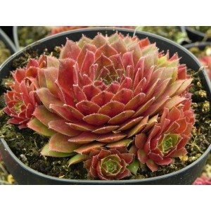 rojnik ogrodowy (Sempervivum x hybridum) Draco- Świat bylin - sklep internetowy