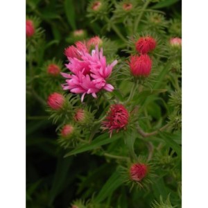 aster nowoangielski (Aster novi-angliae) Rudelsburg- Świat bylin - sklep internetowy