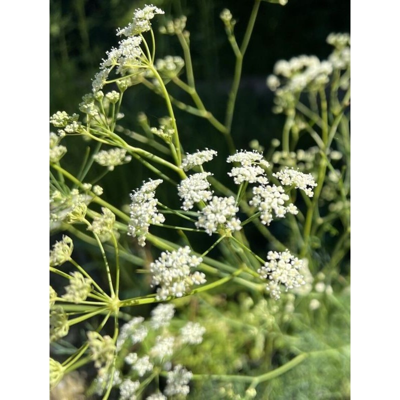 żebrzyca sina (Seseli elatum) ssp. osseum- Świat bylin - sklep internetowy