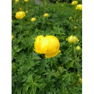 pełnik europejski (Trollius europaeus) - Świat bylin - sklep internetowy