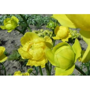 pełnik europejski (Trollius europaeus) - Świat bylin - sklep internetowy