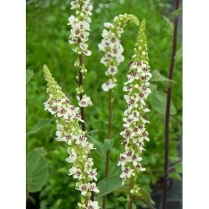 dziewanna austriacka (Verbascum chaixii) Wedding Candles- Świat bylin - sklep internetowy