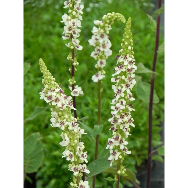dziewanna austriacka (Verbascum chaixii) Wedding Candles- Świat bylin - sklep internetowy