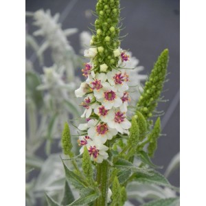dziewanna austriacka (Verbascum chaixii) Wedding Candles- Świat bylin - sklep internetowy