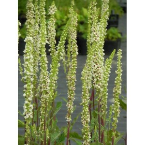 dziewanna austriacka (Verbascum chaixii) Wedding Candles- Świat bylin - sklep internetowy