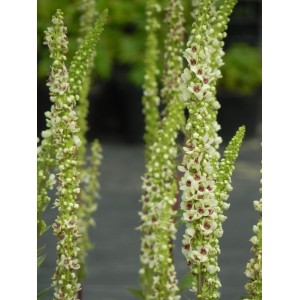 dziewanna austriacka (Verbascum chaixii) Wedding Candles- Świat bylin - sklep internetowy
