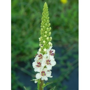 dziewanna austriacka (Verbascum chaixii) Wedding Candles- Świat bylin - sklep internetowy