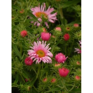 aster nowoangielski (Aster novi-angliae) Rudelsburg- Świat bylin - sklep internetowy