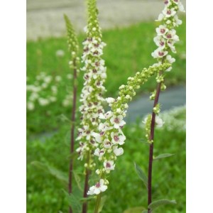 dziewanna austriacka (Verbascum chaixii) Wedding Candles- Świat bylin - sklep internetowy