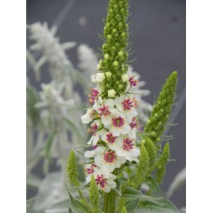 dziewanna austriacka (Verbascum chaixii) Wedding Candles- Świat bylin - sklep internetowy