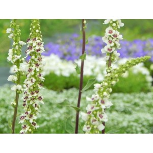 dziewanna austriacka (Verbascum chaixii) Wedding Candles- Świat bylin - sklep internetowy