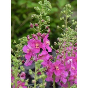 dziewanna fioletowa (Verbascum phoeniceum) Rosetta- Świat bylin - sklep internetowy
