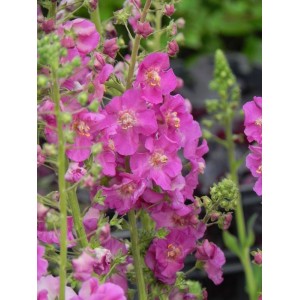 dziewanna fioletowa (Verbascum phoeniceum) Rosetta- Świat bylin - sklep internetowy