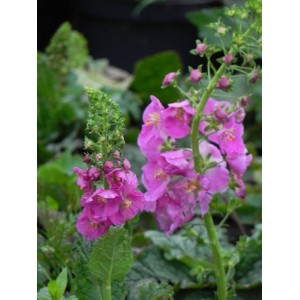 dziewanna fioletowa (Verbascum phoeniceum) Rosetta- Świat bylin - sklep internetowy
