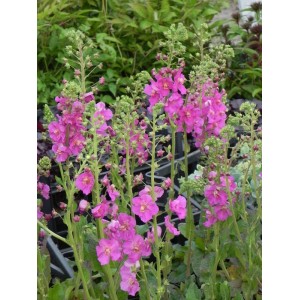 dziewanna fioletowa (Verbascum phoeniceum) Rosetta- Świat bylin - sklep internetowy