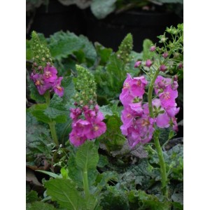 dziewanna fioletowa (Verbascum phoeniceum) Rosetta- Świat bylin - sklep internetowy
