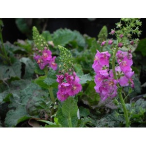 dziewanna fioletowa (Verbascum phoeniceum) Rosetta- Świat bylin - sklep internetowy