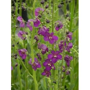 dziewanna fioletowa (Verbascum phoeniceum) Violetta- Świat bylin - sklep internetowy