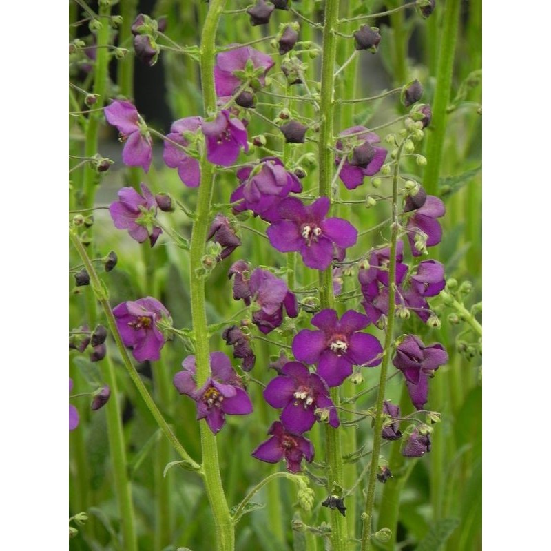 dziewanna fioletowa (Verbascum phoeniceum) Violetta- Świat bylin - sklep internetowy