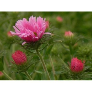 aster nowoangielski (Aster novi-angliae) Rudelsburg- Świat bylin - sklep internetowy