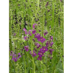 dziewanna fioletowa (Verbascum phoeniceum) Violetta- Świat bylin - sklep internetowy