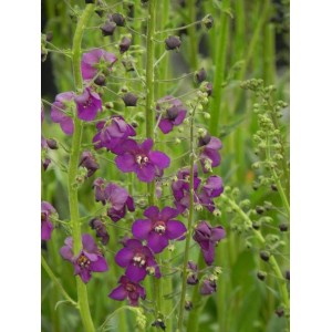 dziewanna fioletowa (Verbascum phoeniceum) Violetta- Świat bylin - sklep internetowy