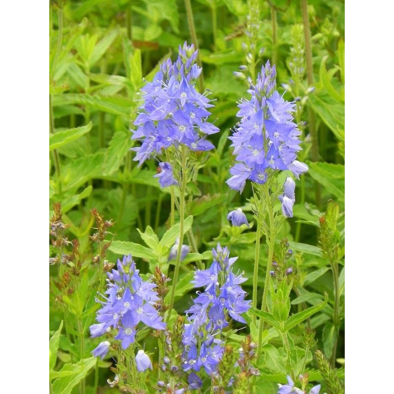 przetacznik górski (Veronica austriaca) Royal Blue- Świat bylin - sklep internetowy