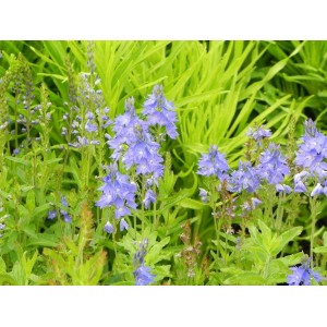 przetacznik górski (Veronica austriaca) Royal Blue- Świat bylin - sklep internetowy