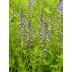 przetacznik górski (Veronica austriaca) Royal Blue- Świat bylin - sklep internetowy