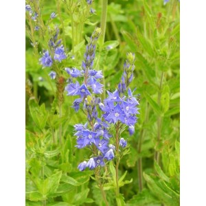 przetacznik górski (Veronica austriaca) Royal Blue- Świat bylin - sklep internetowy