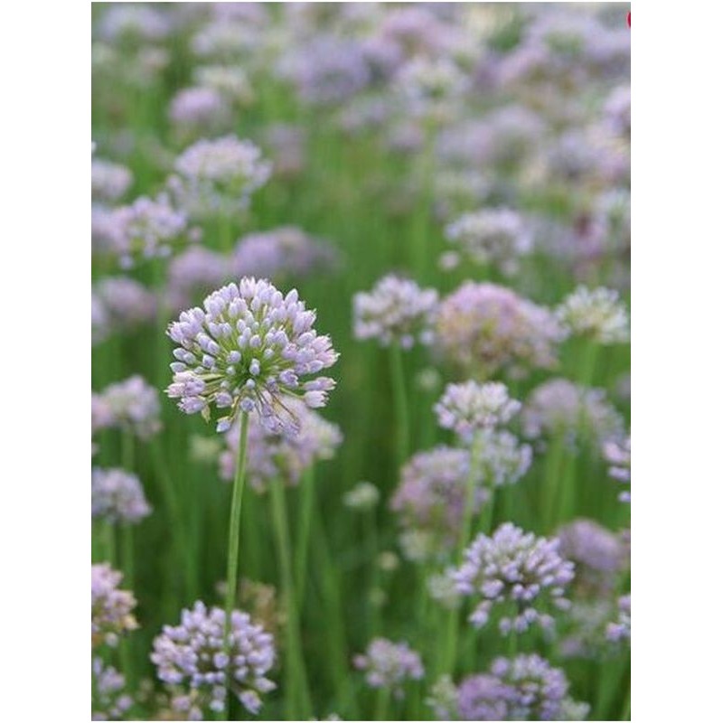 czosnek kątowaty (Allium angulosum) - Świat bylin - sklep internetowy