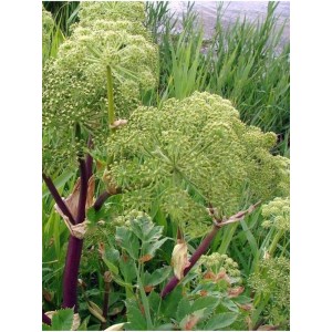 arcydzięgiel litwor (Angelica archangelica) BLBP 01- Świat bylin - sklep internetowy