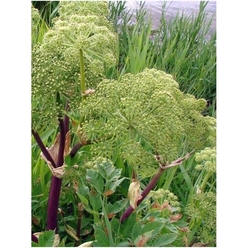 arcydzięgiel litwor (Angelica archangelica) BLBP 01- Świat bylin - sklep internetowy