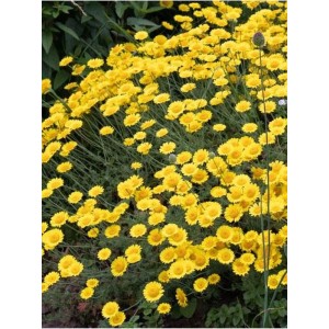 rumian żółty (Anthemis tinctoria) Dwarf Form- Świat bylin - sklep internetowy