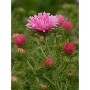 aster nowoangielski (Aster novi-angliae) Rudelsburg- Świat bylin - sklep internetowy