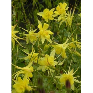 orlik złocisty (Aquilegia chrysantha) Yellow Queen- Świat bylin - sklep internetowy