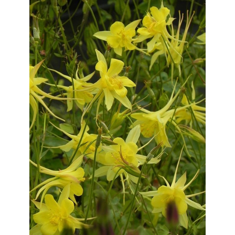 orlik złocisty (Aquilegia chrysantha) Yellow Queen- Świat bylin - sklep internetowy