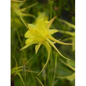 orlik złocisty (Aquilegia chrysantha) Yellow Queen- Świat bylin - sklep internetowy